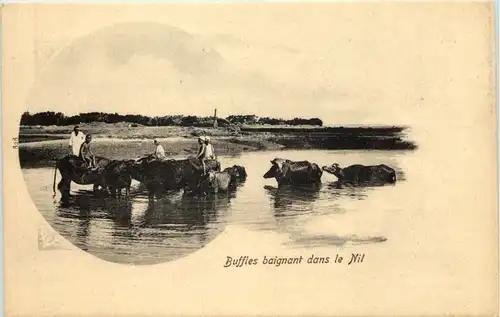 Egypt - Buffles baignant dans le Nil -641020