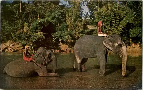 Sri Lanka - Elephants Bathing Kandy -641018