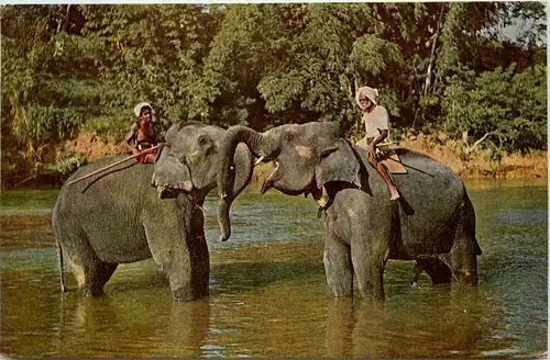 Kandy - Elephants -641440