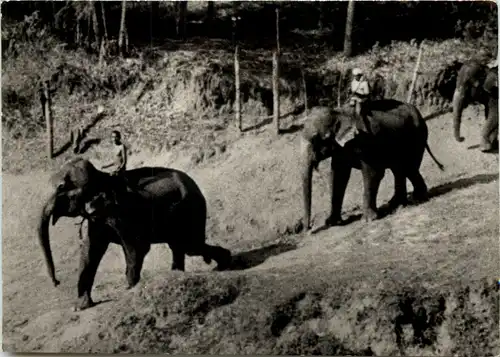 Ceylon - Elephants -641478