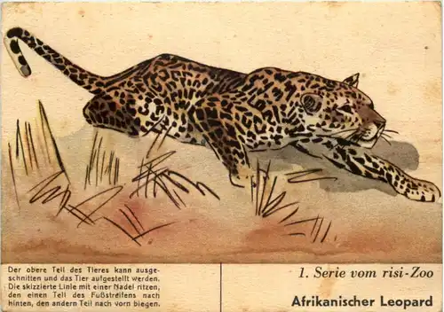 Afrikanischer Leopard - -642176