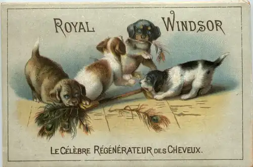 Royal Windsor - Hunde Werbung -642350