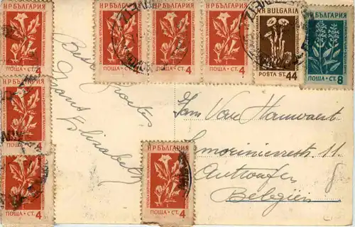 Borowetz - Pesako -642556