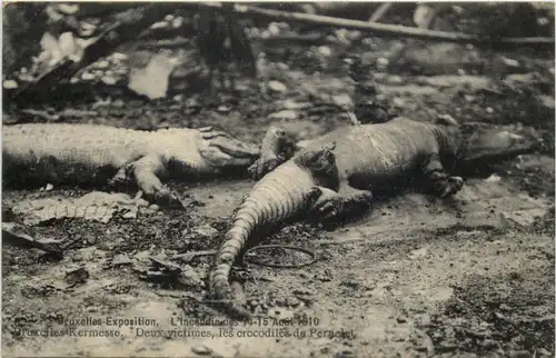 Bruxelles - Exposition Crocodiles -642708