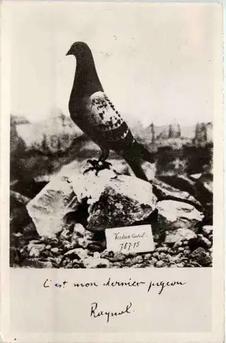 Verdun - Taube -642848