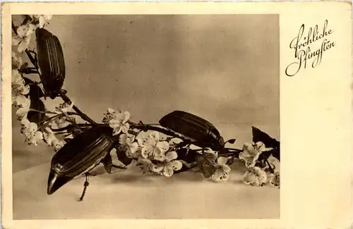 Pfingsten - Maikäfer -628126