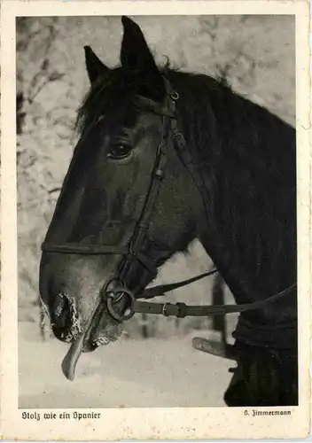 Pferde - Stolz wie ein Spanier -624608