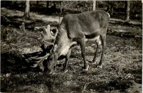 Rovaniemi - Finland -628108