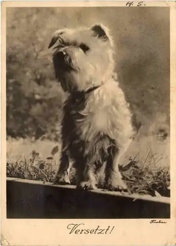 Hund - Versetzt - Schnauzer -629000
