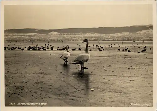 Zürich - Seegefrörne 1929 -639306