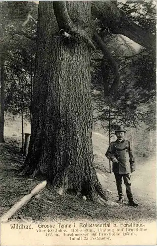 Wildbad - Grosse Tanne i. Rollwasserthal b. Forsthaus -634838