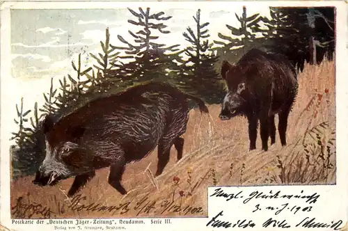 Jäger Zeitung - Wildschweine -642740