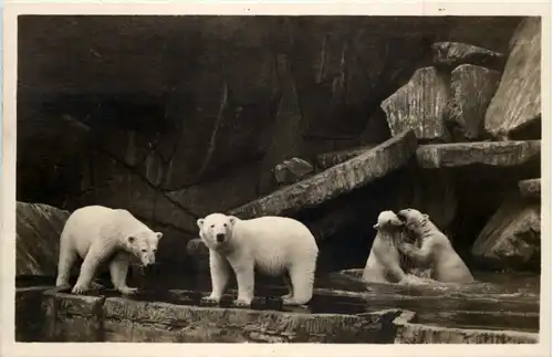 Hamburg Stellingen - Cal Hagenbecks Tierpark Eisbären -642960