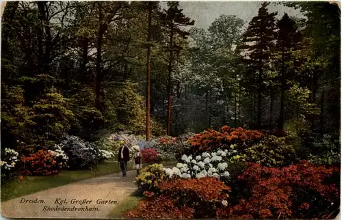 Dresden, Kgl. Grosser Garten, Rhododendronhain -531024