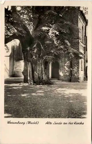 Wesenberg i. M., alte Linde an der Kirche -531078