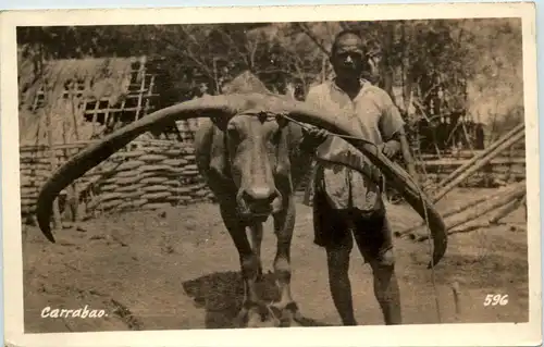 Carrabao - Asia -643928