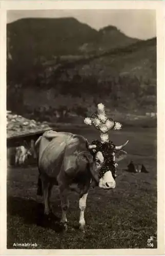 Almabtrieb - Kuh -644072