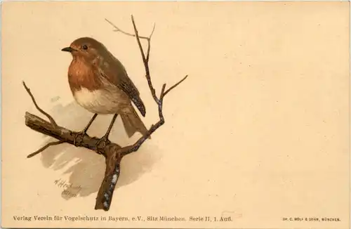 Vogel - Rotkelchen -644082