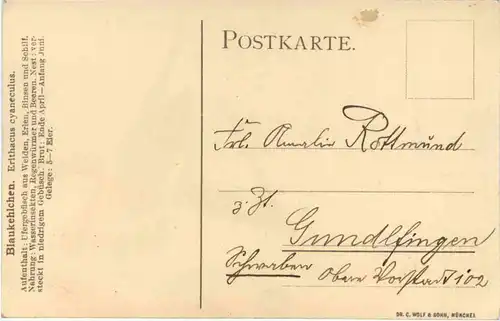 Vogel - Blaukehlchen -644104