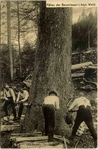 Fällen der Baumriesen im bayr. Wald -644194