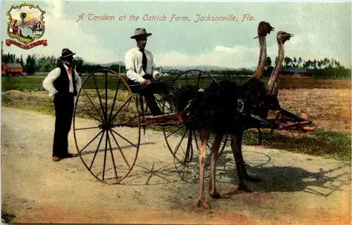 A Tandem at Ostrich Farm - Jacksonville -644394