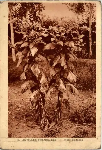 Antilles Francaises - Plant de tabac -81732
