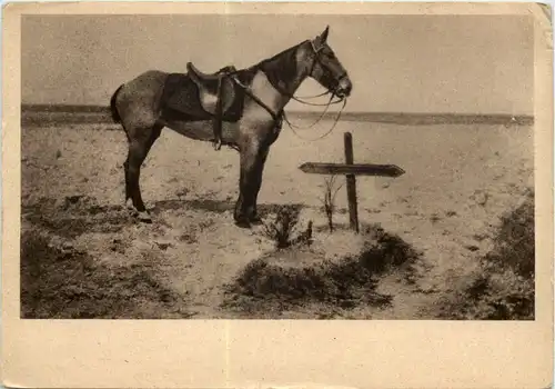 Pferd - Ein treuer Kamerad - Soldatengrab -645556