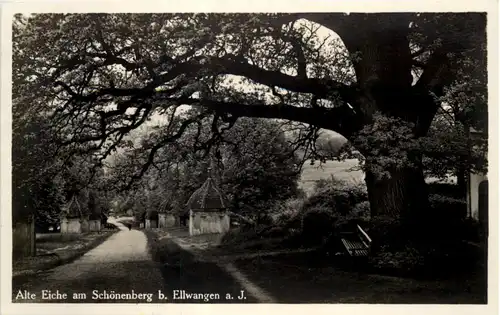 Alte Eiche am Schönenberg bei Ellwangen -645482