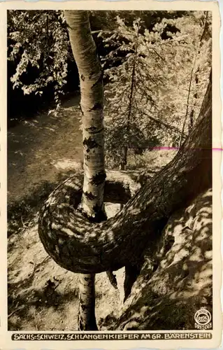 Schlangenkiefer am Grossen Bärenstein -645562