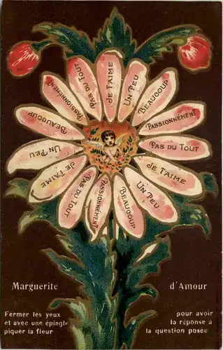 Marguerite d Amour -646902