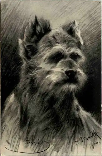 Hund - Tierschutz -647240