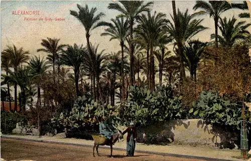 Alexandria - Palmier de Sidy Gaber -647518
