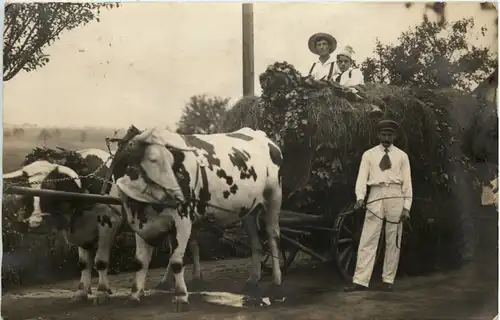 Neustadtl - Ochsenkarren -650060