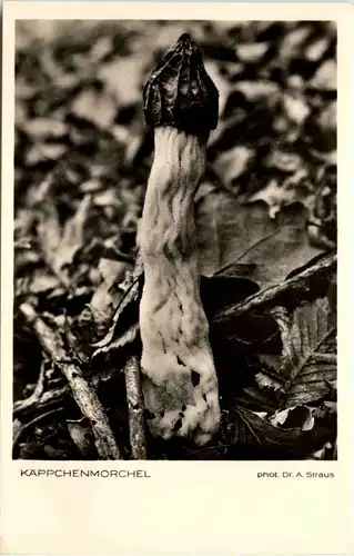 Pilz - Käppchenmorchel -650314