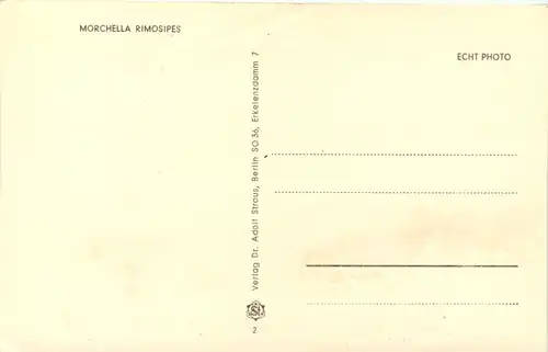 Pilz - Käppchenmorchel -650314