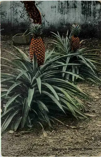 Singapore - Pinapple Plants -650790