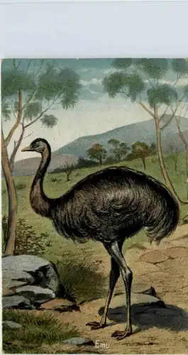 Austalia - Emu -650784