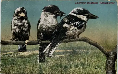 Australia - Laughing Jackasses - Kookaburras -650794