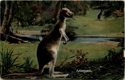 Australia - Kangaroo -650798