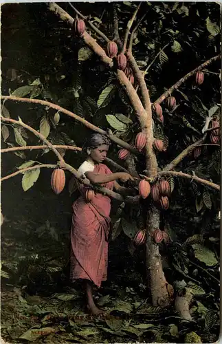 Ceylon - Gathering Caokau -650910