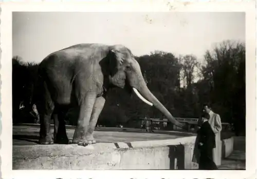 Fürstenfeldbruck - Zoo - Elefant -651906