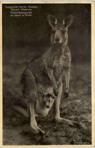 München - Zoologischer Garten - Riesenkänguruh -651912