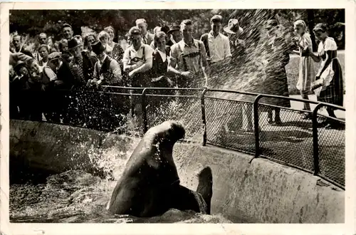 München - Tierpark Hellabrunn - Walross Mimi spritzt -651914