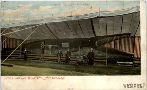 Dresden - Gruss von der Walfisch Ausstellung -653376