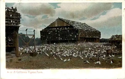 A California Pigeon Farm -654528
