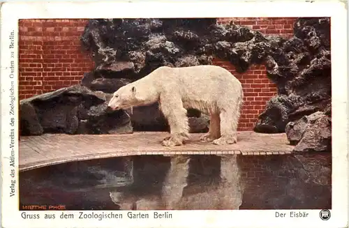Gruss aus dem Zoologischen Garten Berlin - Eisbär -655196
