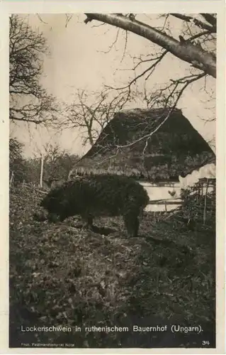 Lockenschwein in ruthenischem Bauernhof - Hungary -655248