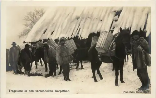 Tragetiere in den verschneiten KArpathen -655240