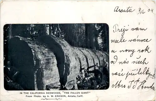 California Redwoods - The Fallen giant -655680