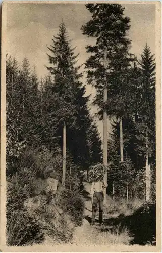 Wald Idyll - Holzsammler -655750
